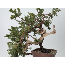 Juniperus sabina A01656 view 4