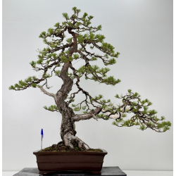 Pinus sylvestris I-7600