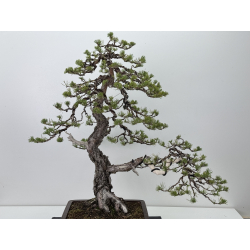 Pinus sylvestris I-7600 view 2