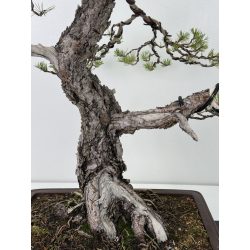 Pinus sylvestris I-7600 view 3