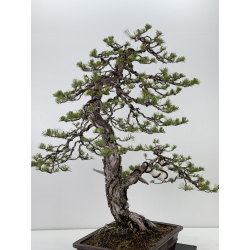 Pinus sylvestris I-7600 view 4