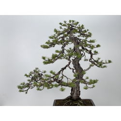 Pinus sylvestris I-7600 view 5