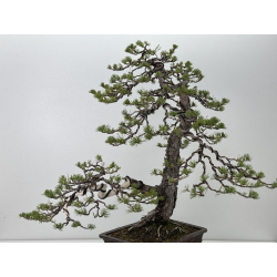 Pinus sylvestris I-7600 view 6