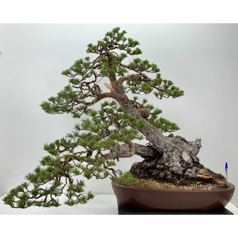 Pinus sylvestris I-7599