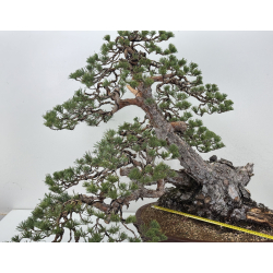 Pinus sylvestris I-7599 view 2