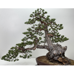 Pinus sylvestris I-7599 view 4