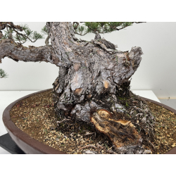 Pinus sylvestris I-7599 view 5