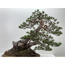 Pinus sylvestris I-7599 view 6