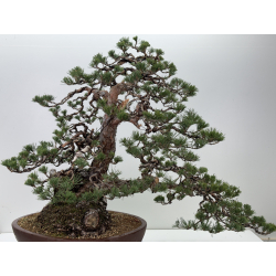 Pinus sylvestris I-7599 view 7