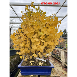 Ginkgo biloba I-6973 vista 7