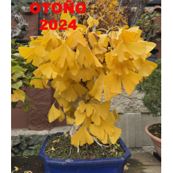 Ginkgo biloba I-6976 vista 4