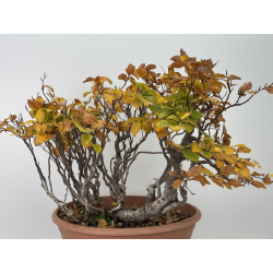 Fagus sylvatica I-7616 view 5