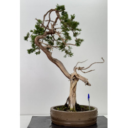 Juniperus sabina A01646