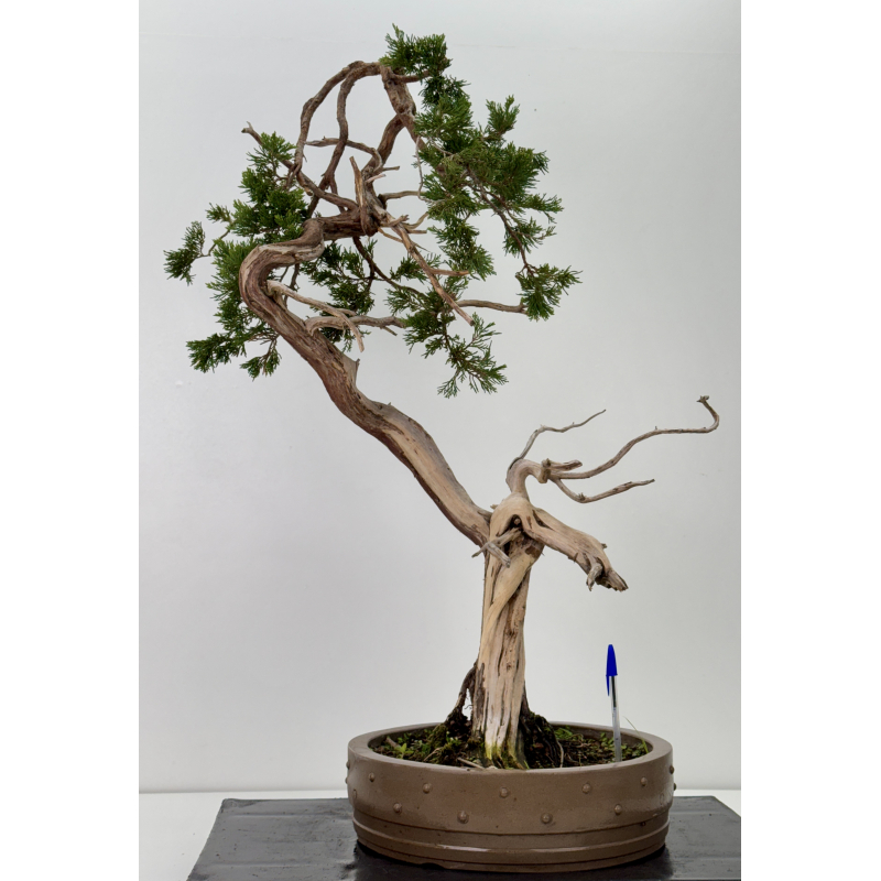 Juniperus sabina A01646