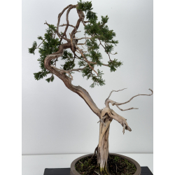 Juniperus sabina A01646 view 2