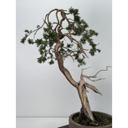 Juniperus sabina A01646 view 3