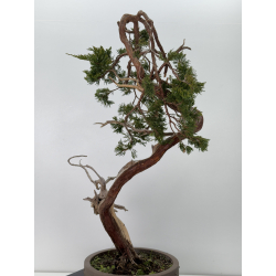 Juniperus sabina A01646 view 4