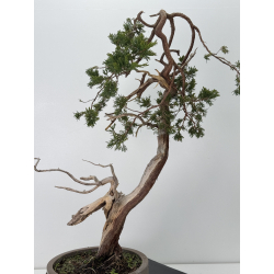 Juniperus sabina A01646 view 5