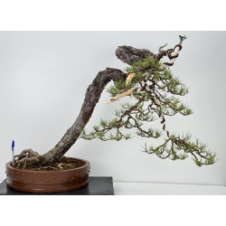 Pinus sylvestris -pino s. europeo- I-7619