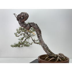 Pinus sylvestris I-7619 view 4