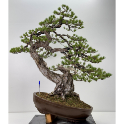 Pinus sylvestris I-7620