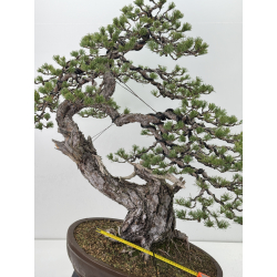 Pinus sylvestris I-7620 view 2