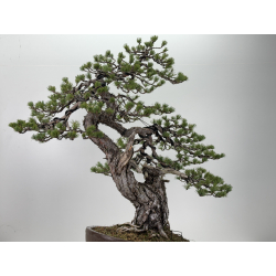 Pinus sylvestris I-7620 view 3