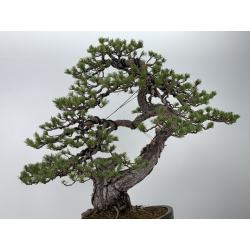 Pinus sylvestris I-7620 view 4