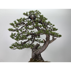 Pinus sylvestris I-7620 view 5