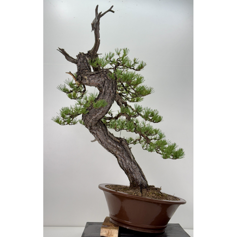 Pinus sylvestris I-7621