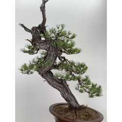 Pinus sylvestris I-7621 view 2