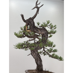 Pinus sylvestris I-7621 view 3