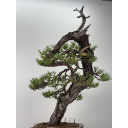 Pinus sylvestris I-7621 view 4