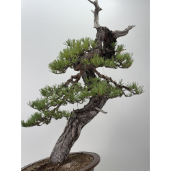 Pinus sylvestris I-7621 view 5