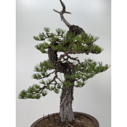 Pinus sylvestris I-7621 view 6