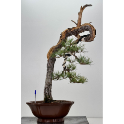 Pinus sylvestris - pino silvestre europeo - I-7622