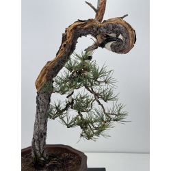 Pinus sylvestris I-7622 view 2