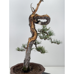 Pinus sylvestris I-7622 view 3