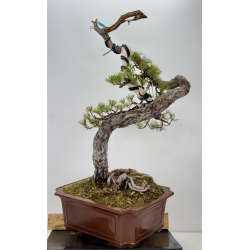 Pinus sylvestris I-7623