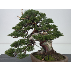 Juniperus chinensis itoigawa I-7624 vista 2