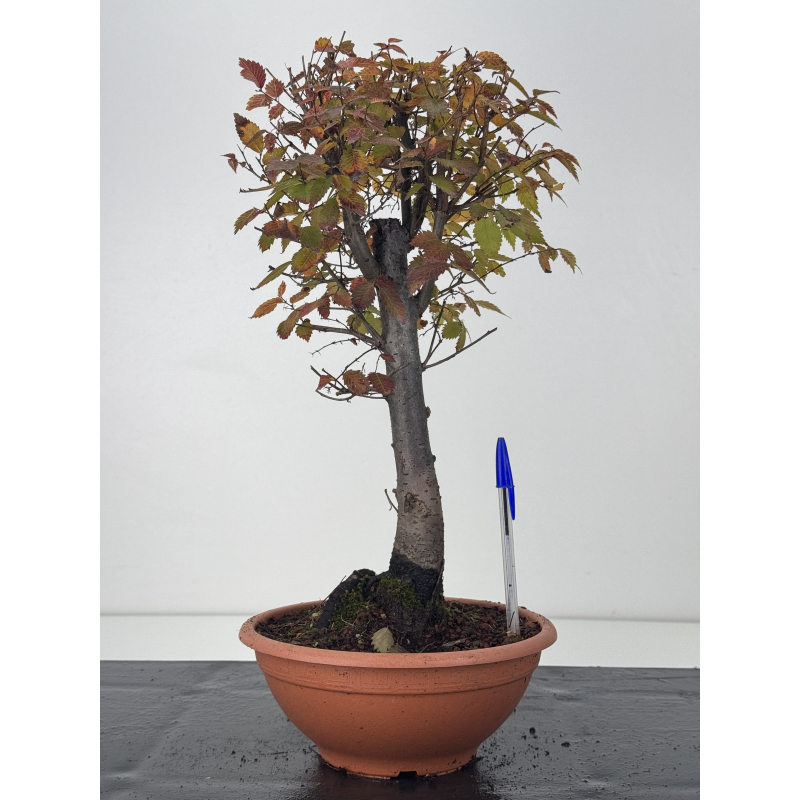 Zelkova serrata I-7630