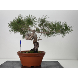 Pinus sylvestris -pino s- europeo- I-7625