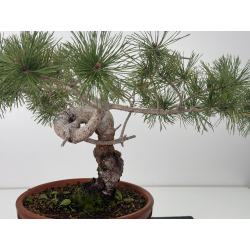 Pinus sylvestris I-7625 view 2