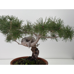 Pinus sylvestris I-7625 view 3