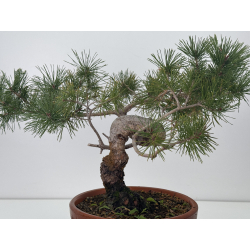 Pinus sylvestris I-7625 view 4