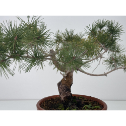 Pinus sylvestris I-7625 view 5