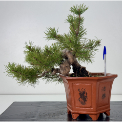 Pinus sylvestris -pino s- europeo- I-7629