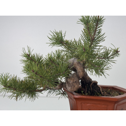 Pinus sylvestris -pino s- europeo- I-7629 vista 2