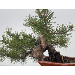 Pinus sylvestris I-7629 view 3