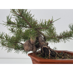 Pinus sylvestris I-7629 view 4